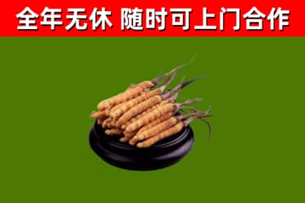 盐亭烟酒回收冬虫夏草.jpg